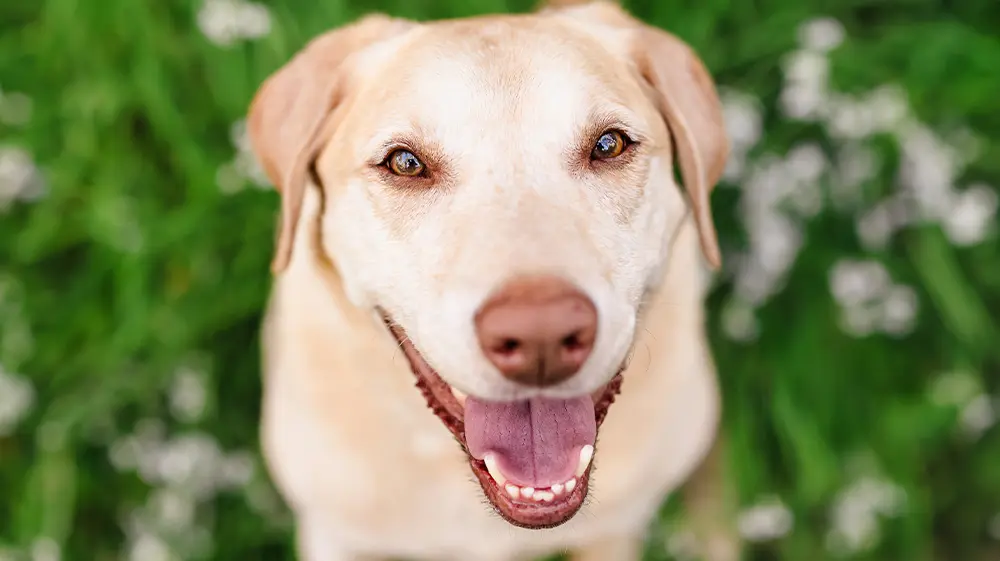 DIY Natural Toothpaste for Dogs