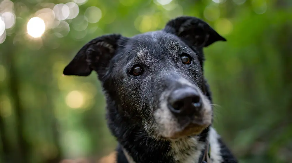 How to Support Your Aging Dog