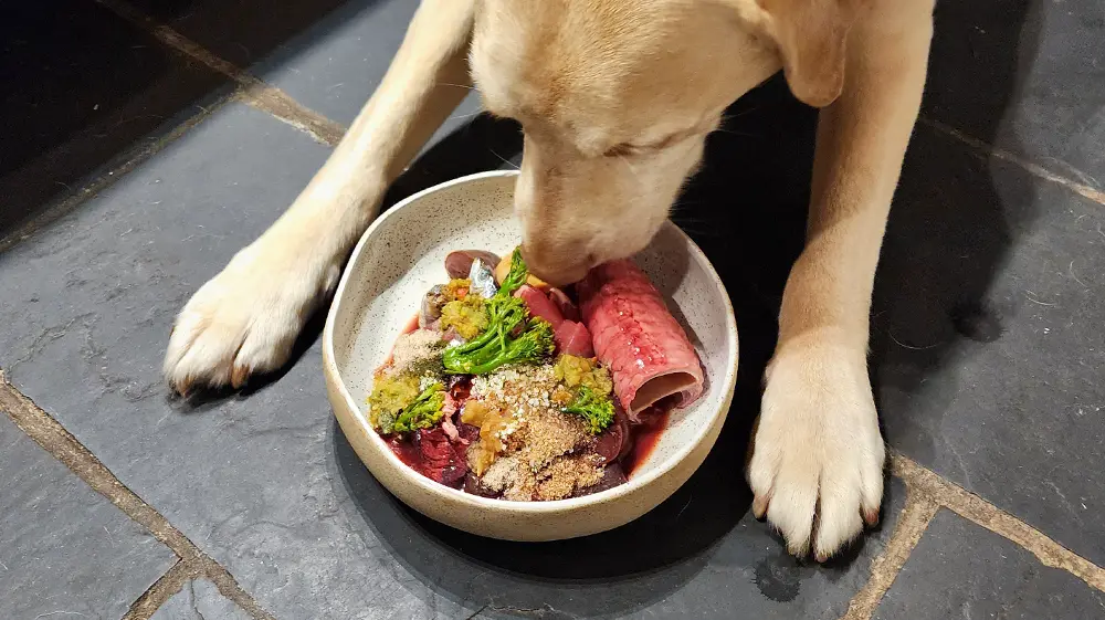 Raw Feeding Food Safety Guidelines